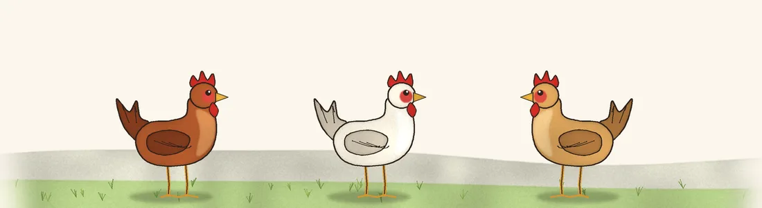 Illustrazione: tre galline di razze diverse
